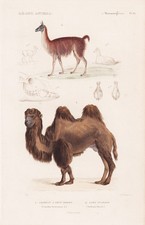 Kamel CAMEL CAMELUS GUANAKO Lama Guanaco Gravure Acier Cuvier 1849