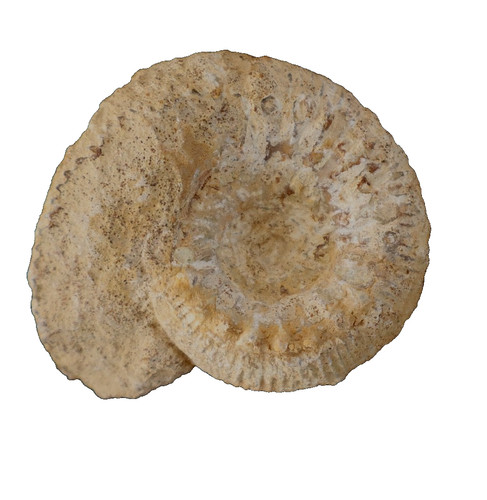 Ammonite fossile bajocien - fossile,