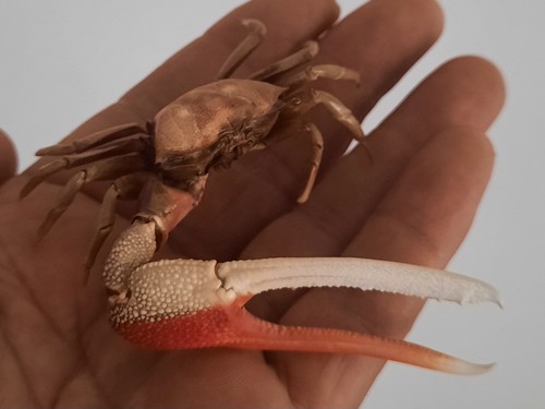 Curiosité taxidermie - curiosité,