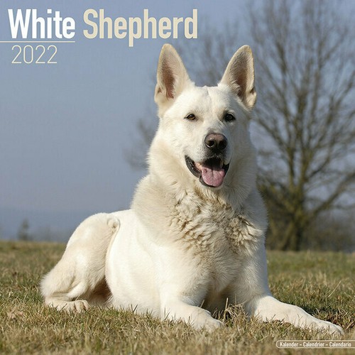 Calendrier 2022 berger blanc - 2022,
