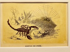 Araignée scorpion insectes - araignée,
