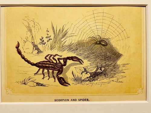 Araignée scorpion insectes - araignée,