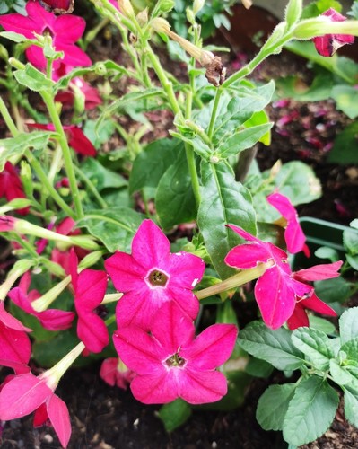 Graines fleurs de tabac - 50,
