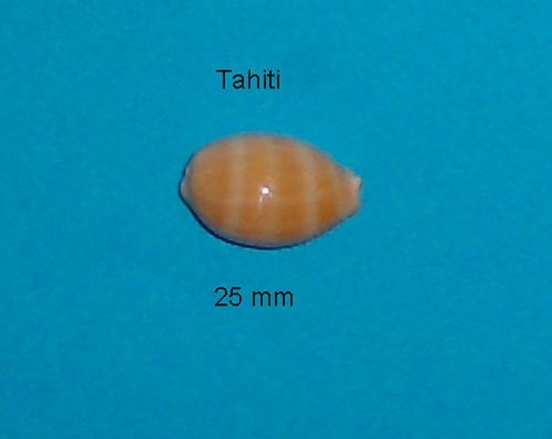 Cypraea small carneola - cypraea,