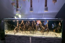 Eclairage Led Pour Aquarium 