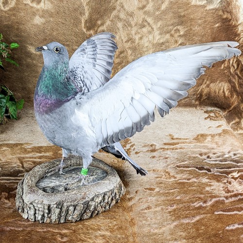 Rock pigeon bird - rock, c