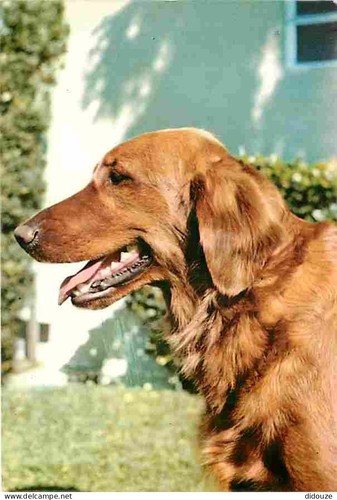 Carte postale animaux - -,