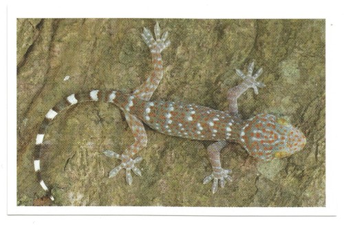 Sticker auchan - sticker,
