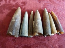 Lot de 7 Fossiles rostres