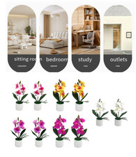 Phalaenopsis Orchidée Lot de