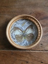 Papillon Sous Verre Cadre En Rotin Années 70
