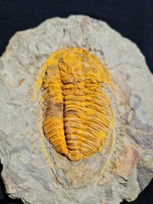 Cambrian Hamatolenus Trilobite