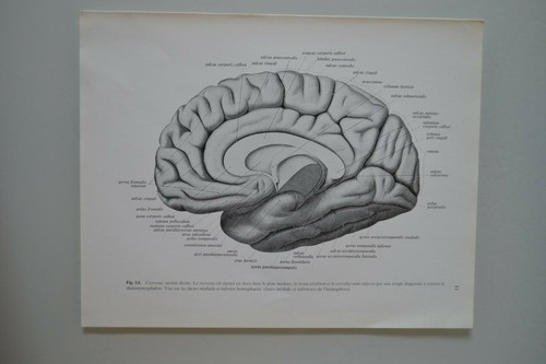 Planche anatomie humaine - planche,
