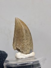 1.06''/2,7cm TOP QUALITY Majungasaurus Tooth Dinosaur Dent Fossile Dinosaure