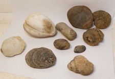 Lot Box 10 Fossiles Collection