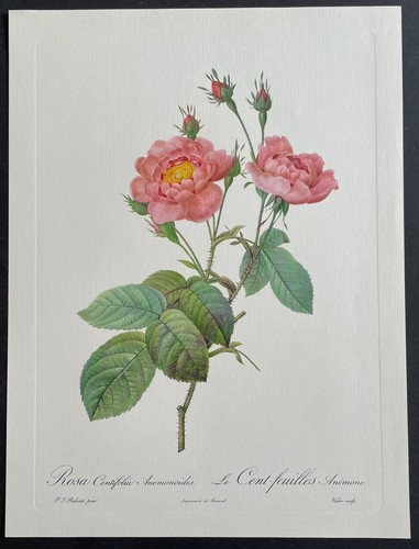 Botanique cent feuilles - le,