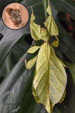 Cryptophyllium sp. "Xishuangbanna" eggs (x10) - Oeufs de Phasmes