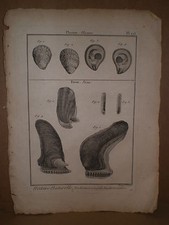 Planche gravure 18° B. Direxit Science histoire naturel mer coquillage Placune 2