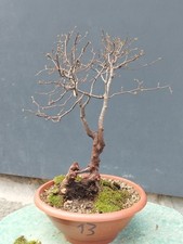 Bonsaï orme champêtre en pot 42 x 15 cm plante articulée arbre pré bonsaï orm...