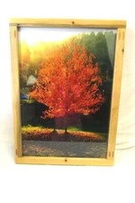 Photo Imprimé D'Un Arbre Avec Tombe Feuillage 76.2cm X 55.9cm Avec Fait Cadre