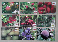 Cartes P1er Jour 2007 Série Fruits Prunes Poires Pêches Cerises etc Bruxelles