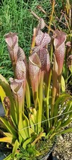 Graines de sarracenia (Mont