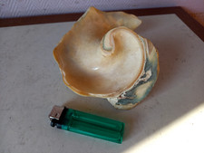 Ancien coquillage en nacre nacré déco/collection,de 12x16x8cm.