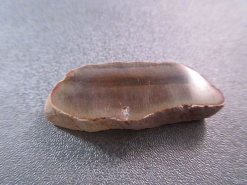 Madagascar petrified wood - petrified,