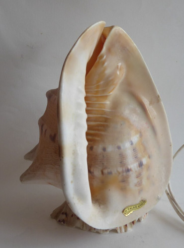 Lampe veilleuse coquillage - lampe,