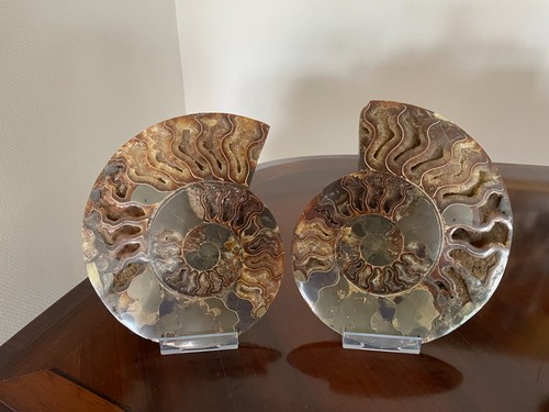 Grande ammonite fossile - , de