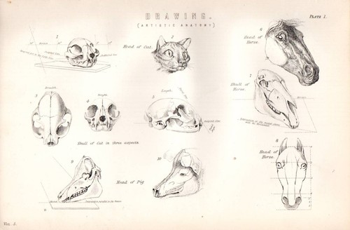 1880 imprimé dessin - 1880, imprimé~dessin