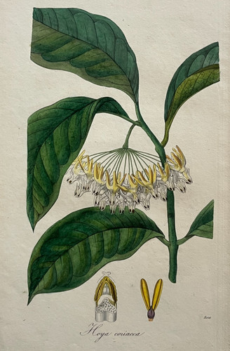 Hoya coriacea gravure narat - hoya,
