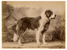 Suisse, St-Bernard de Thoune Vintage print,  Tirage albuminé  21x28  Circa