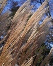 ♫ EULALIE Roseau de Chine 'MELANGE' - Miscanthus ♫ Graines ♫ Ornement GRAMINEE ♫