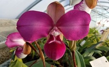 Phragmipedium kovachii -