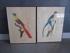 Paire de gravures d'oiseaux
