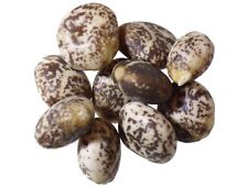 Lupin Jaune Doux - Lupinus Luteus (Engrais Vert) SEM03