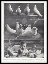 1927 Colombophilie ~ Pigeons Races / Pigeon Culbutants Frisés Hongrois Milanais 