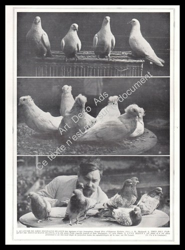 1927 colombophilie pigeons - ~,