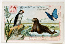 Image chromo chicorée Williot