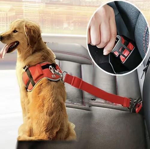 Ceinture sécurité - ceinture,