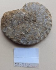 Ammonite Amaltheus du plienbachien