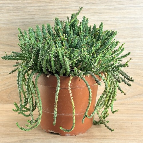 Euphorbia flanaganii pot - pot, 14