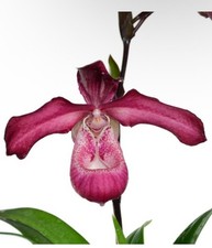 Phragmipedium Les Varines