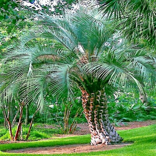 Jelly pindo palm - pindo, seeds
