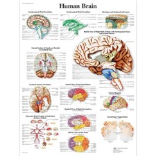 - Anatomie humaine - Cerveau Humain