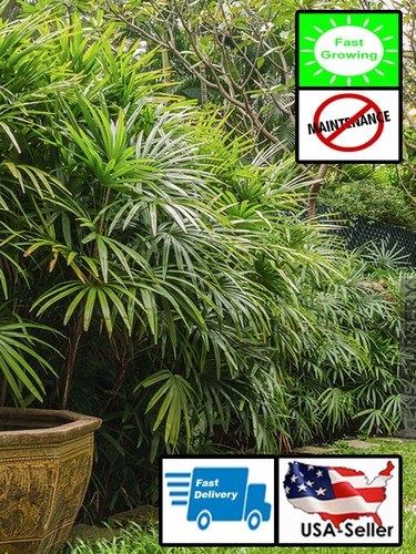 Rhapis excelsa lady palm - rhapis,