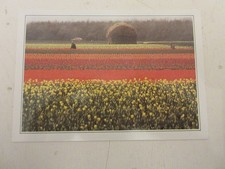 CP CARTE 03-A01 PAYS BAS LISSE CHAMP de TULIPES
