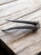 Cabinet De Curiosités - Massacre - Cornes D'antilope 