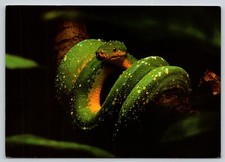 Postcard green tree python - postcard,